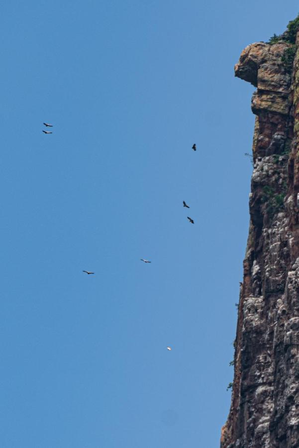 Cape Vulture Conservancy هويدزبروت المظهر الخارجي الصورة