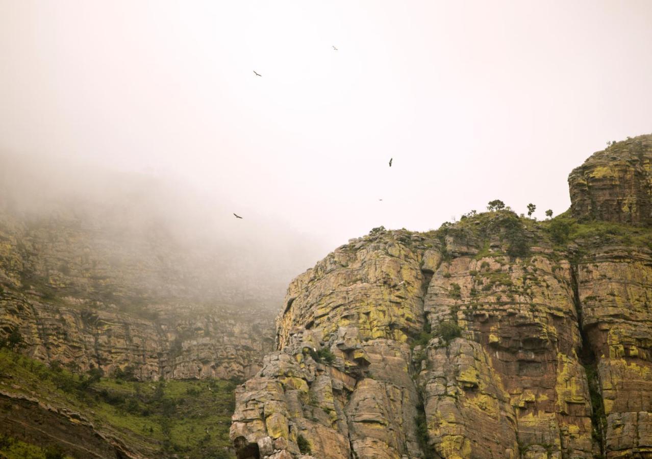 Cape Vulture Conservancy هويدزبروت المظهر الخارجي الصورة